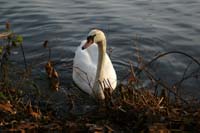 Schwan