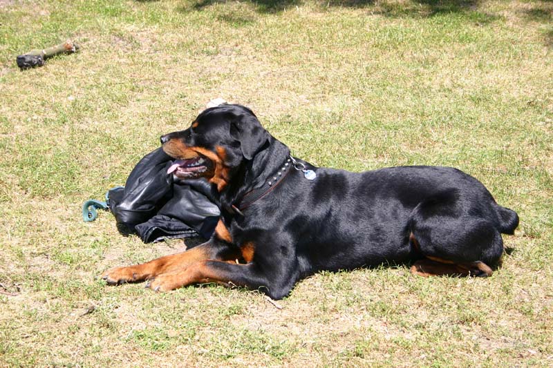 hund