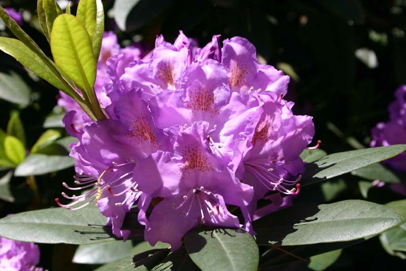 rhododendron
