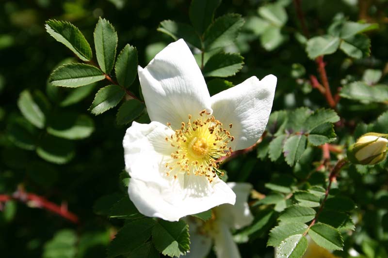 Wildrose