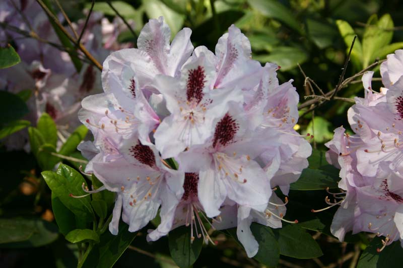 rhododendron