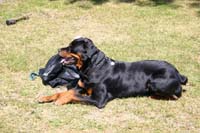Hunde