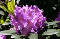 rhododendron