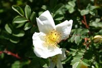 wildrose