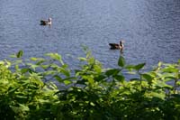 Enten