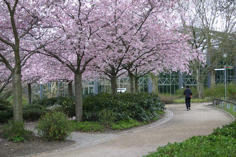 Kirschbume Planten un Blomen